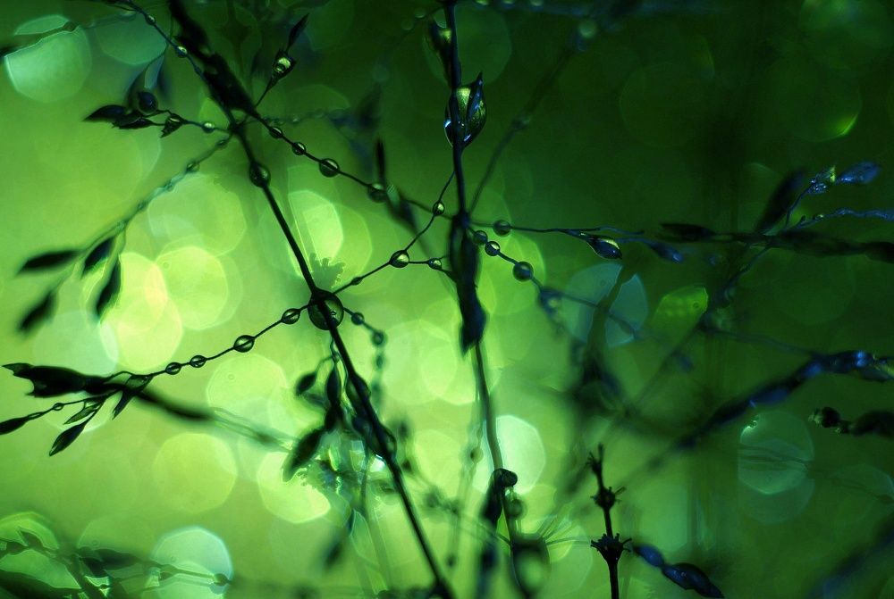 Photograph by Светлана Лехмус