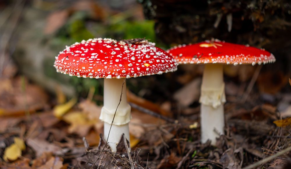 Photograph by Мелихов Вадим