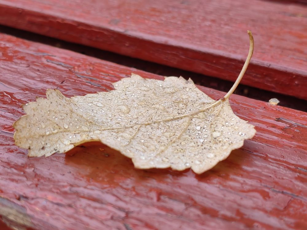 Фотография автора ЕКАТЕРИНА ЗЕМЛЯКОВА