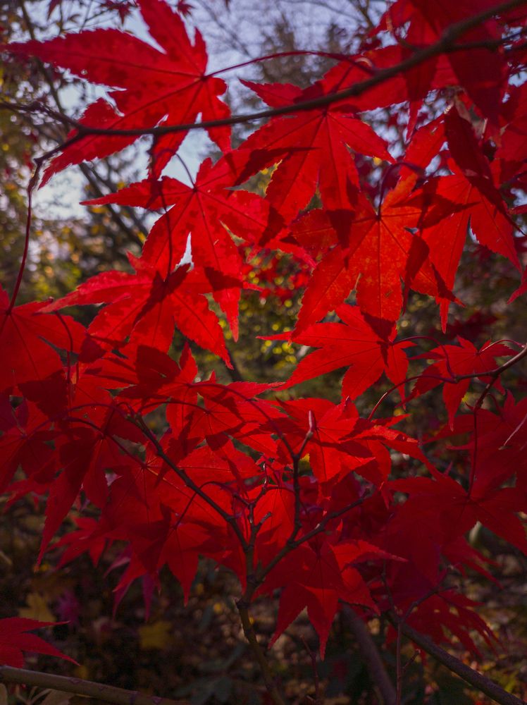 Фотография автора Александр Довганюк
