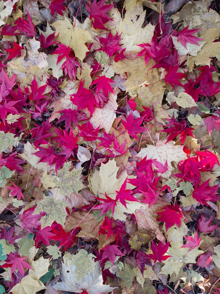 Фотография автора Александр Довганюк