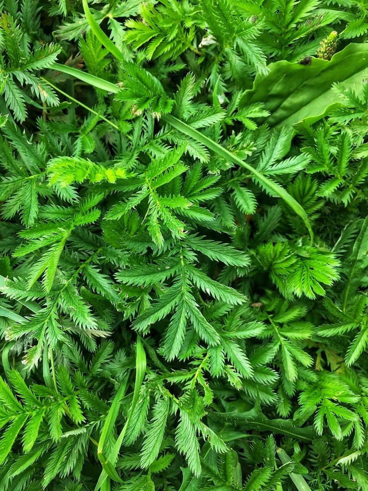 Photograph by Алена Шаргина