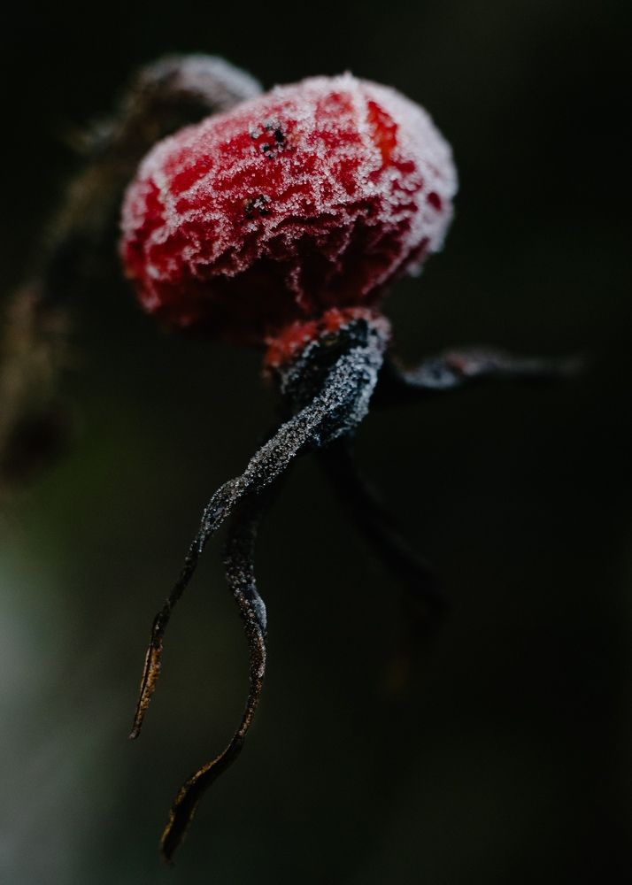 Photograph by Сергеева Марина