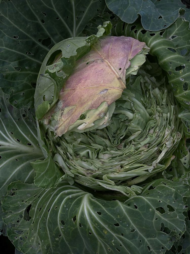 Photograph by Давыдова Алла