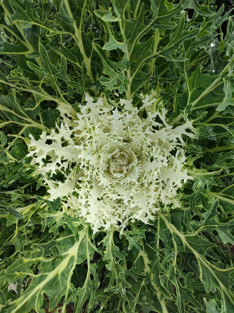 Фотография автора Александр Довганюк