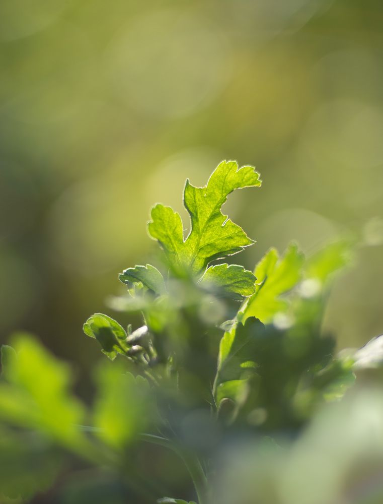 Фотография автора Рохмистрова Мария