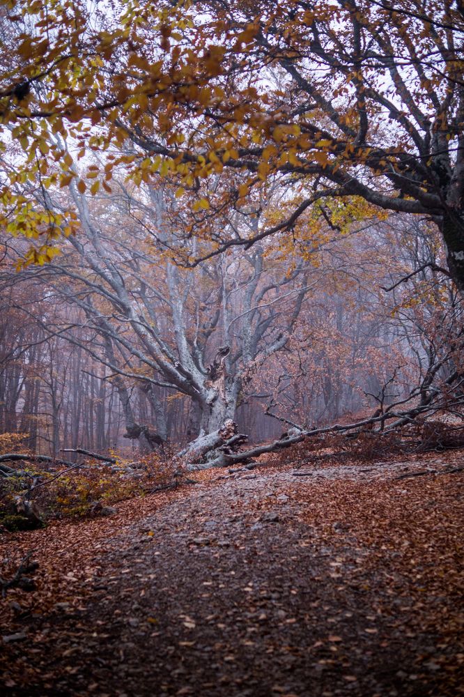 Photograph by Анна Изюмская