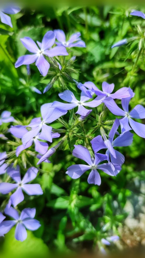 Photograph by Алла Холодова