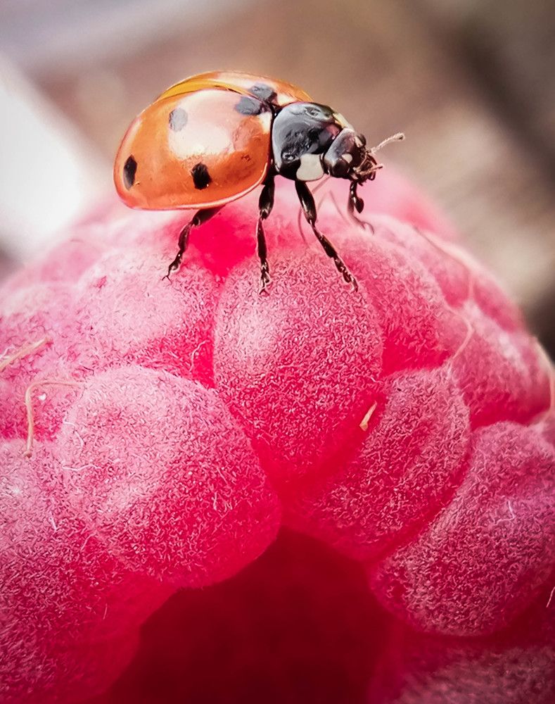 Photograph by Наталья Шумилова