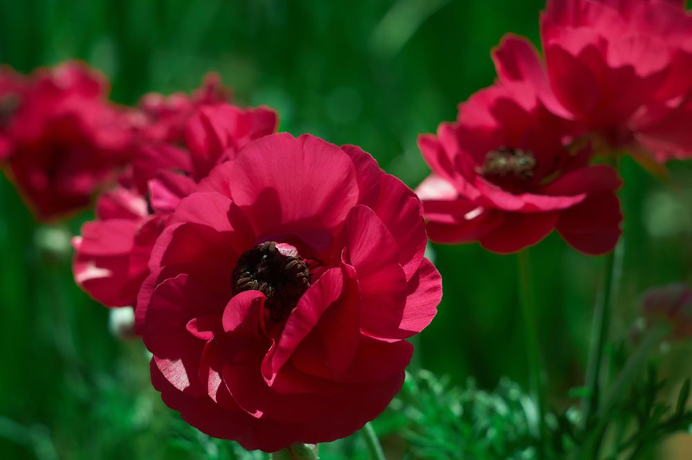 Красные маки