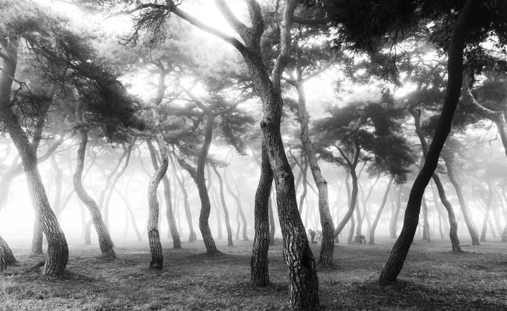 a pine mist forest