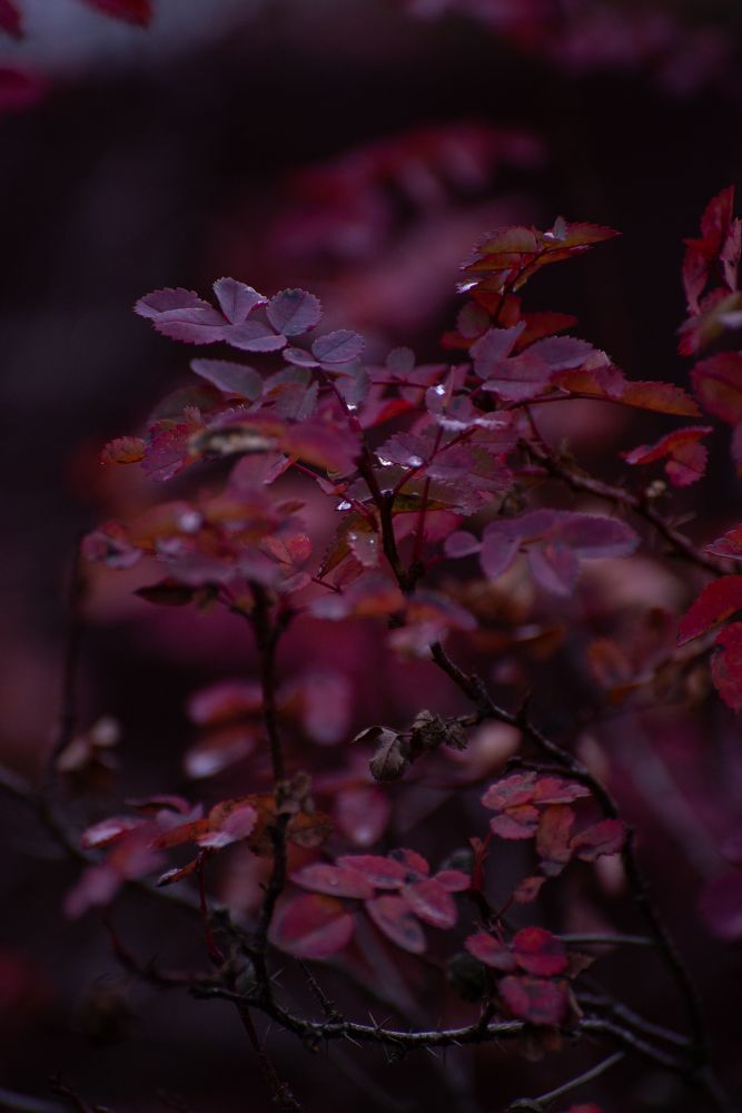 Photograph by Светлана Крошенкова