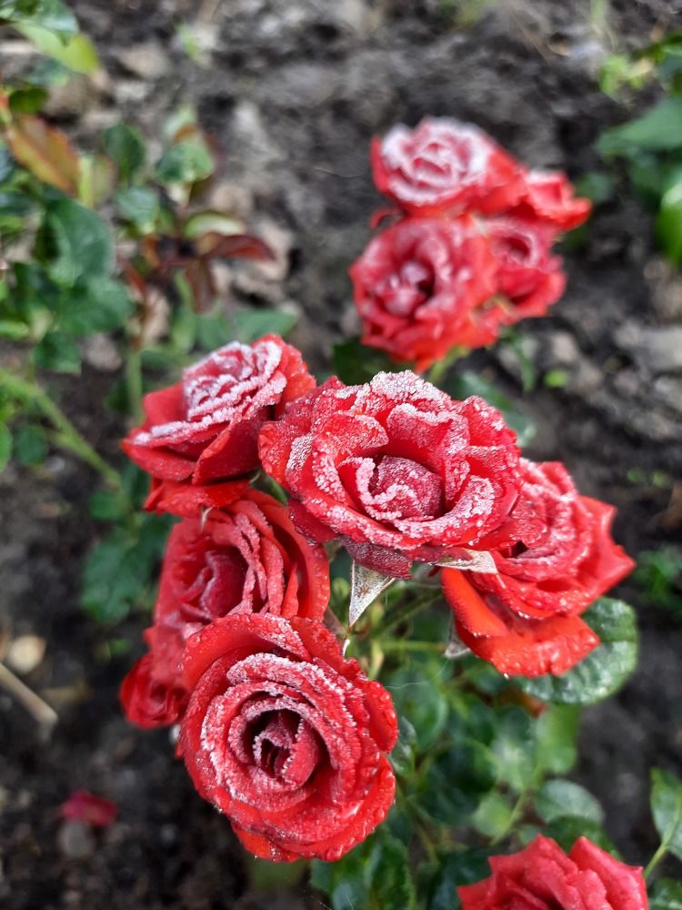 Photograph by Natalia Rassokhina