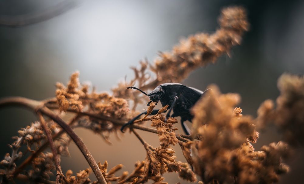 Photograph by Эдуард Масленников