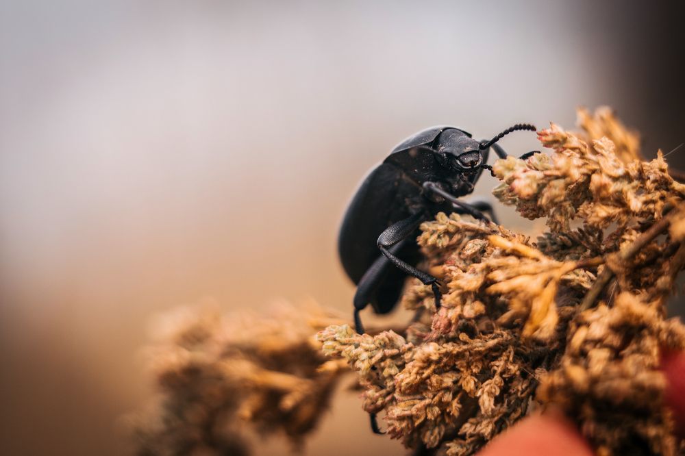 Photograph by Эдуард Масленников