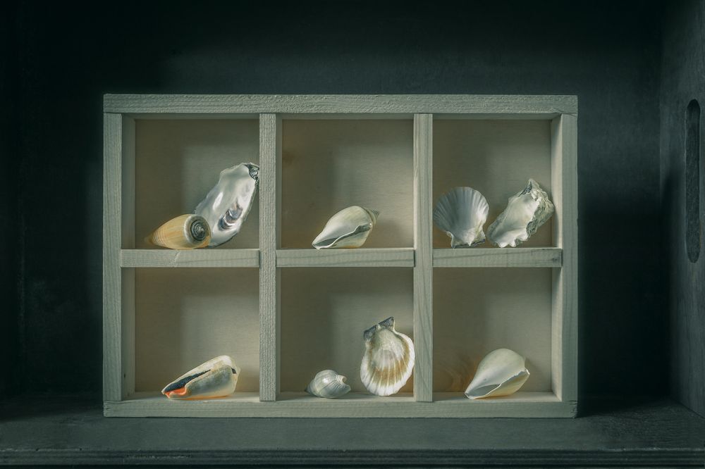Stilllife with Shells