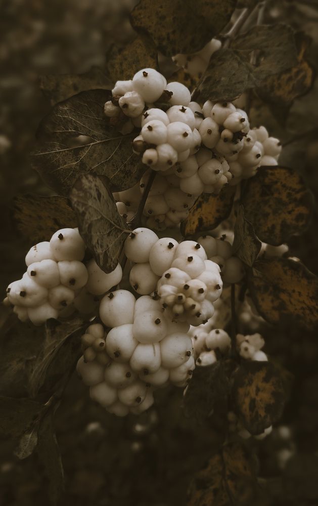 Photo #8255707