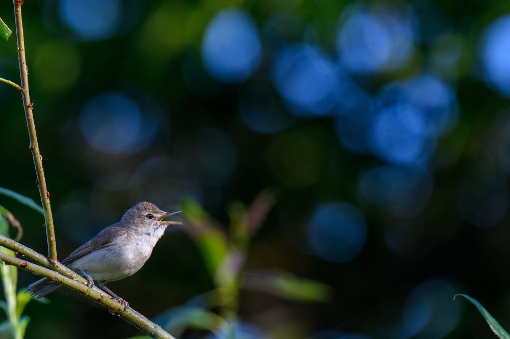 Photograph by Вячеслав Ладанов