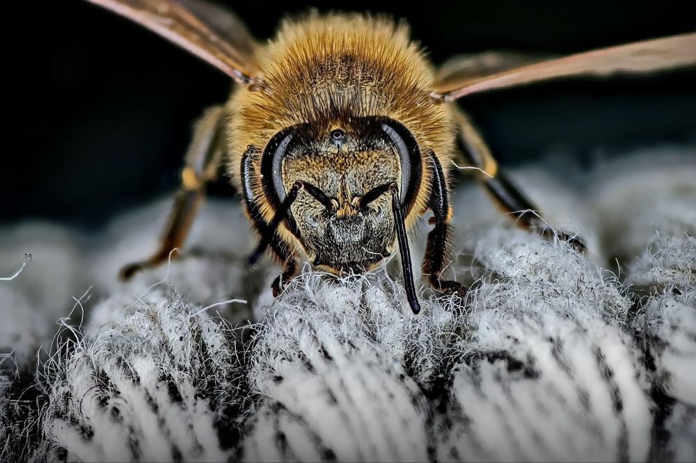 Прилетела погреться.