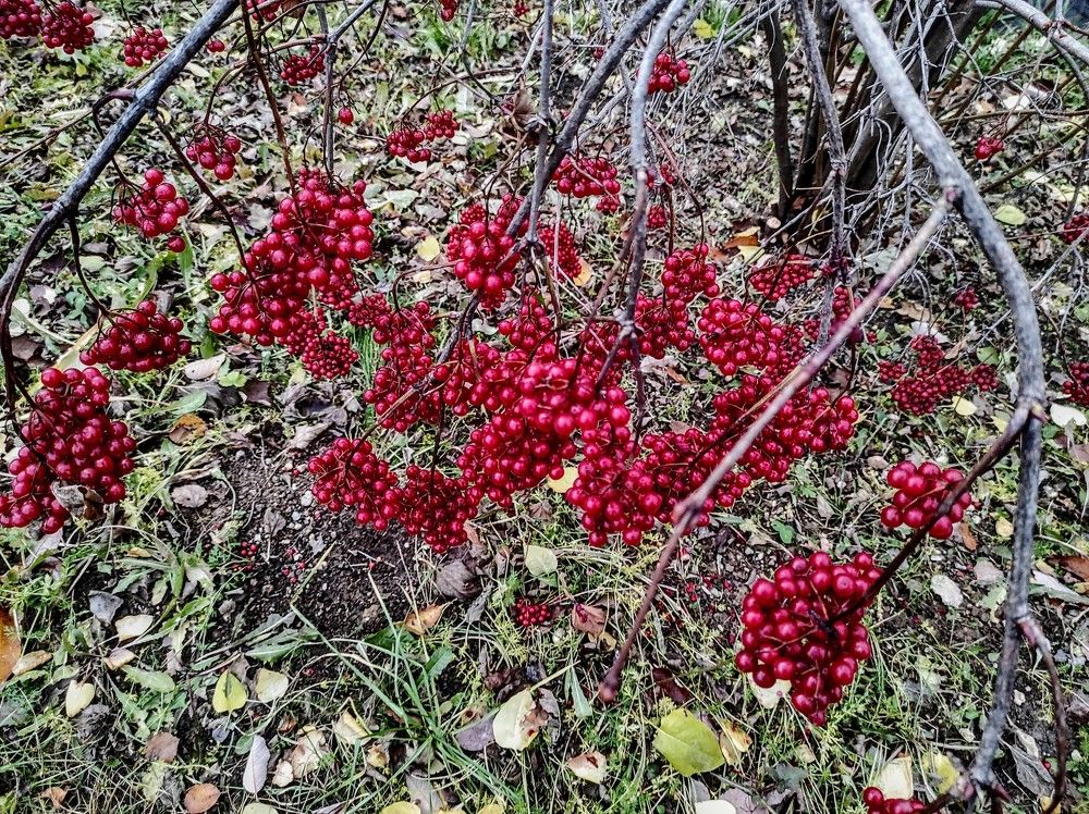 Photograph by Ирина Саттарова