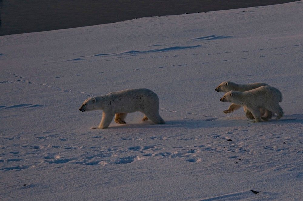 Photograph by Алексей Логинов