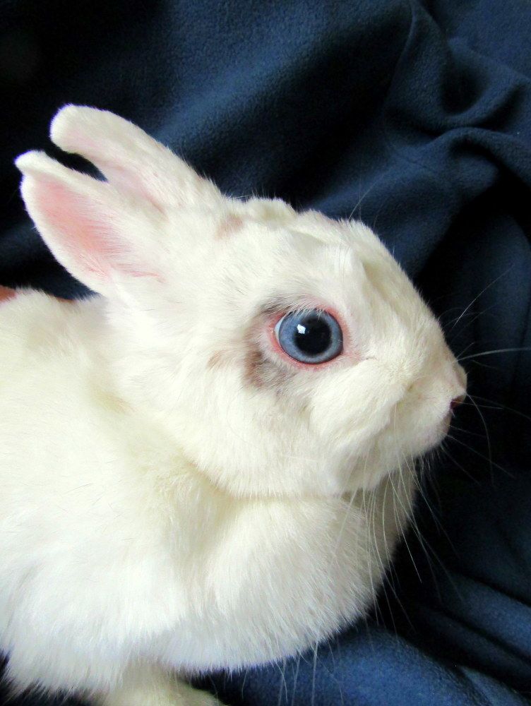 Синие глаза Груши