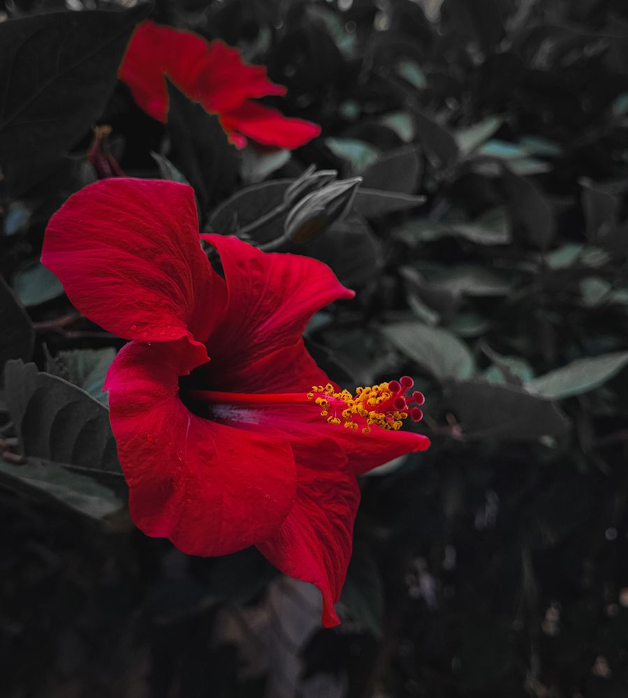 Photograph by Salah Ahmed