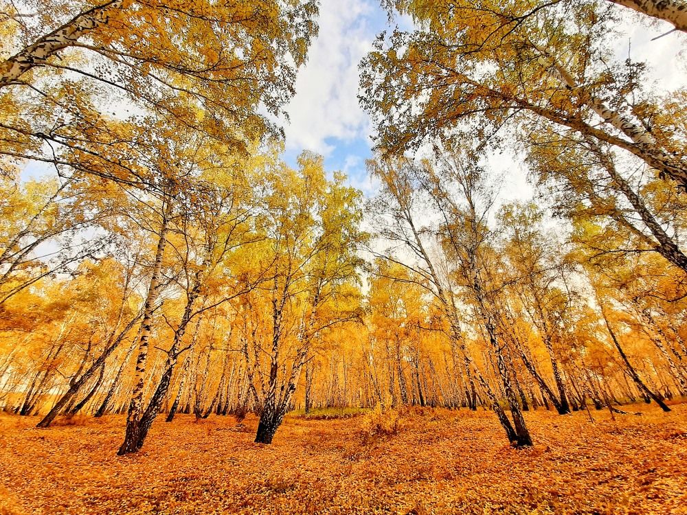 Photograph by Екатерина Чёрная