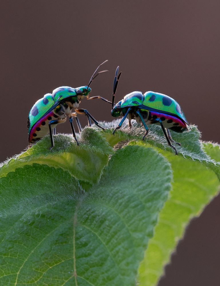 Photograph by Bibhas Deb