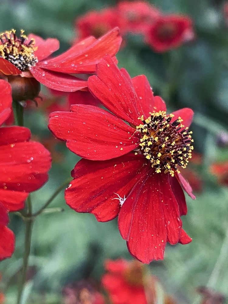 Photograph by Юлия Сушко