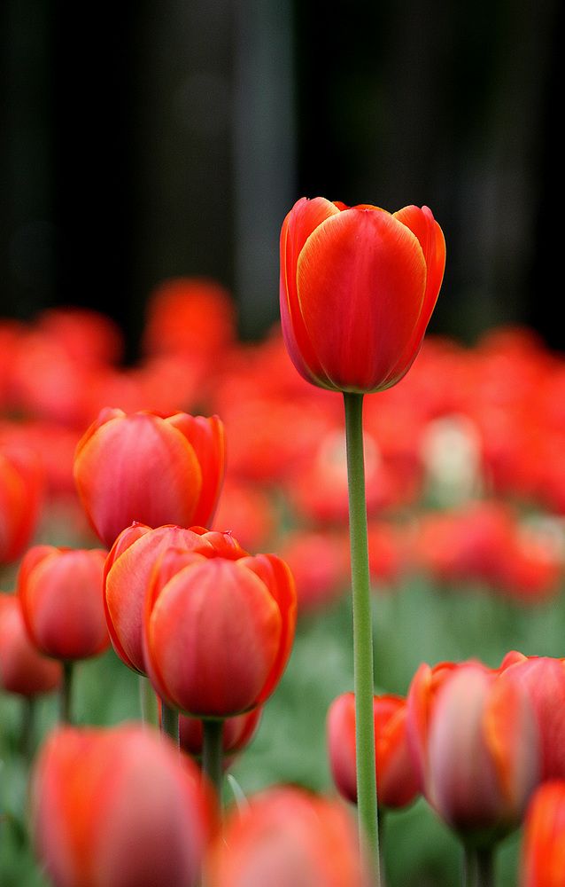 Фотография автора Сергей Кулешов