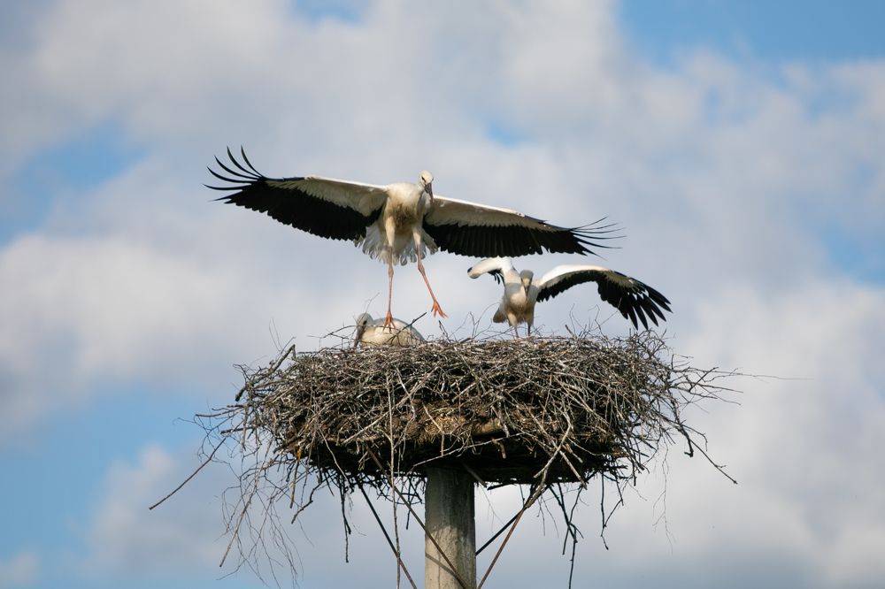 Photograph by Сергей Соколов