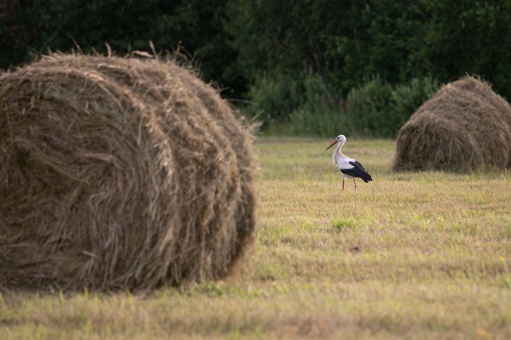 Photograph by Сергей Соколов
