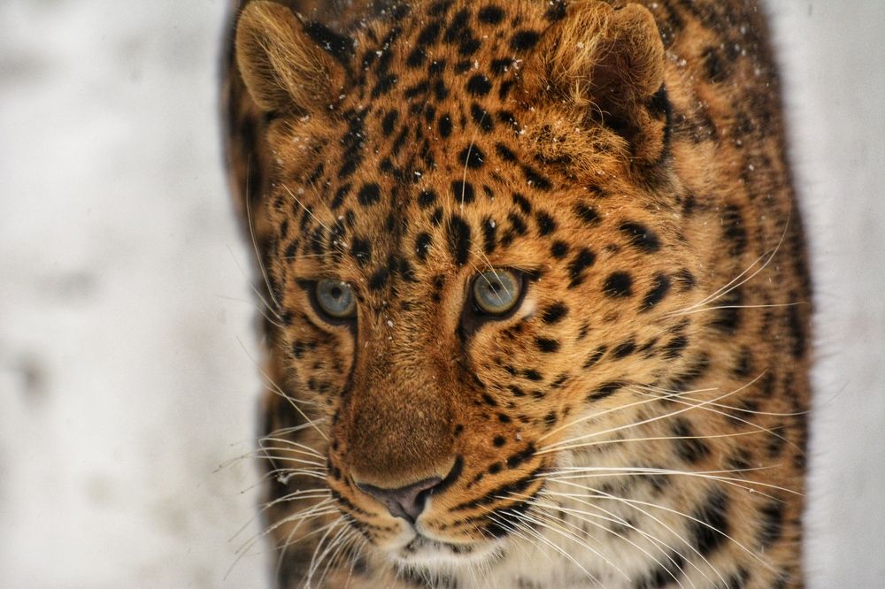 Photograph by Римма Большакова