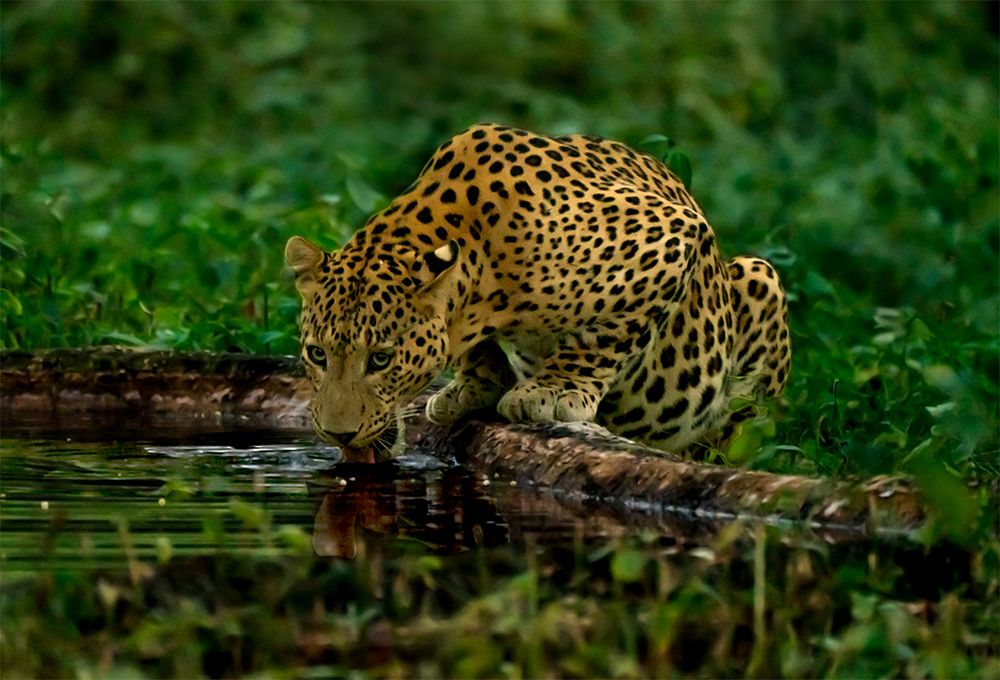 Thirsty Leopard