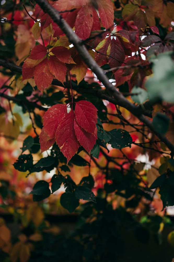 Photograph by Остапенко Алина