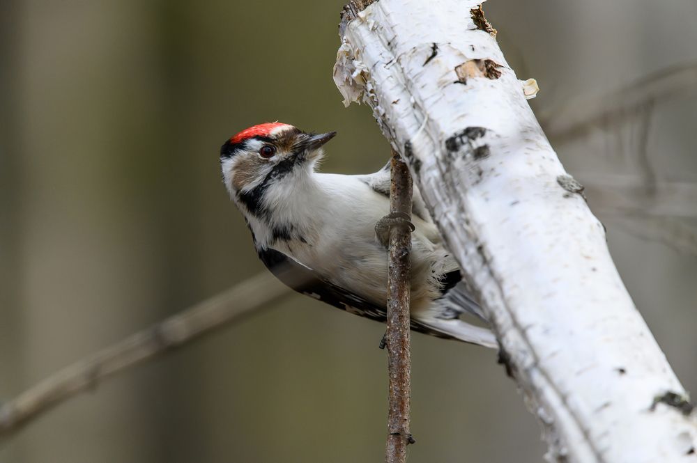 Photograph by Дмитрий Бухтик