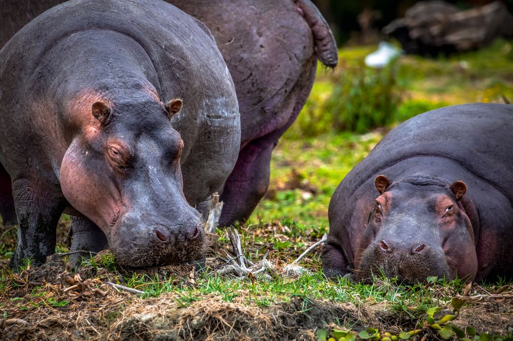 Photograph by Vita Potomova