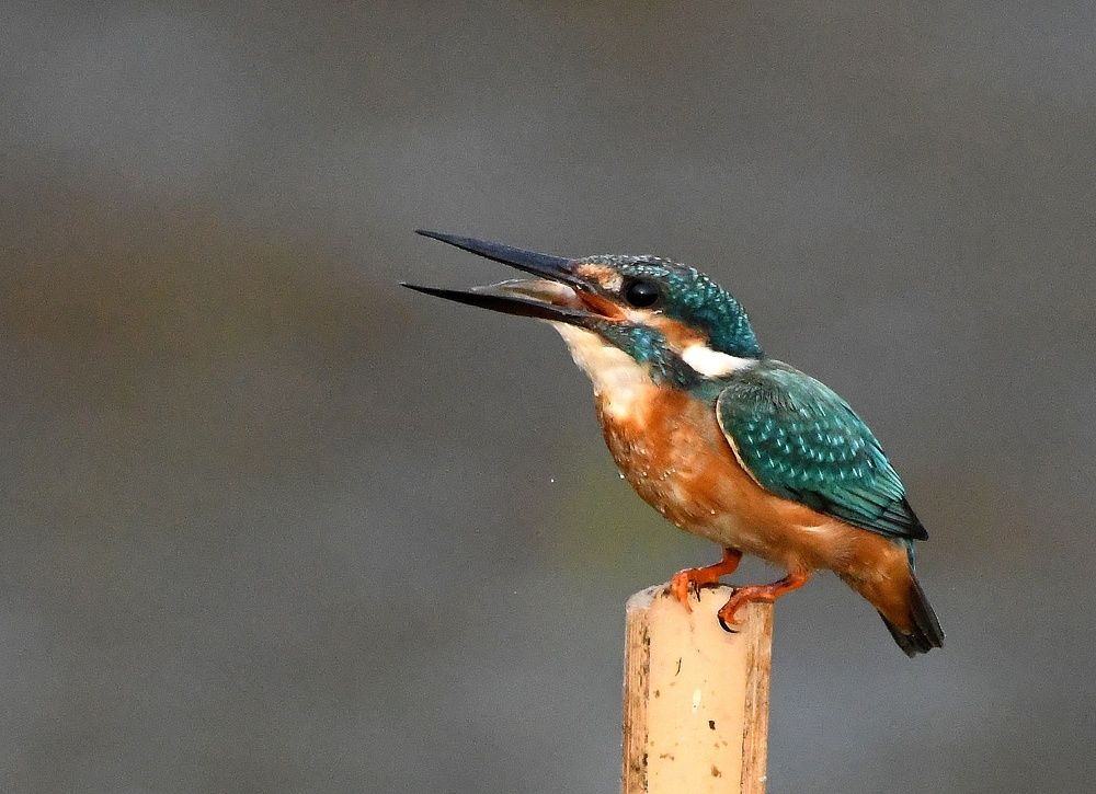 Photograph by SRIMANTA RAY