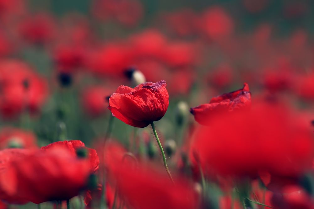 Photograph by Ralitsa Byalkova