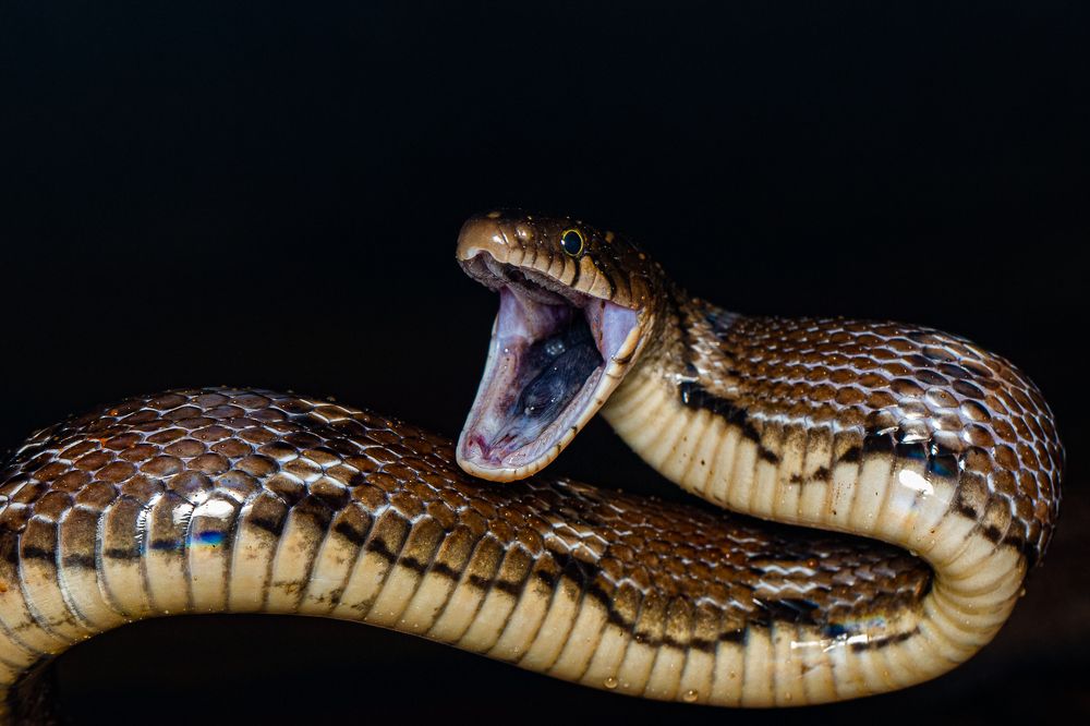 Photograph by Rahul Khadiwala