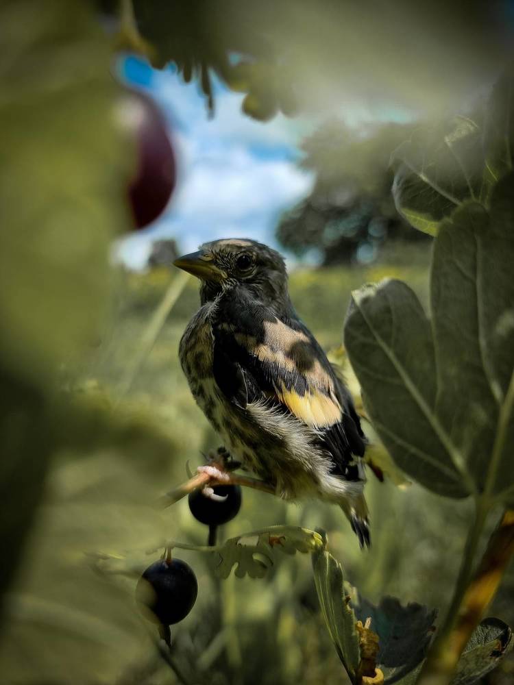 Овсянка Виноградная