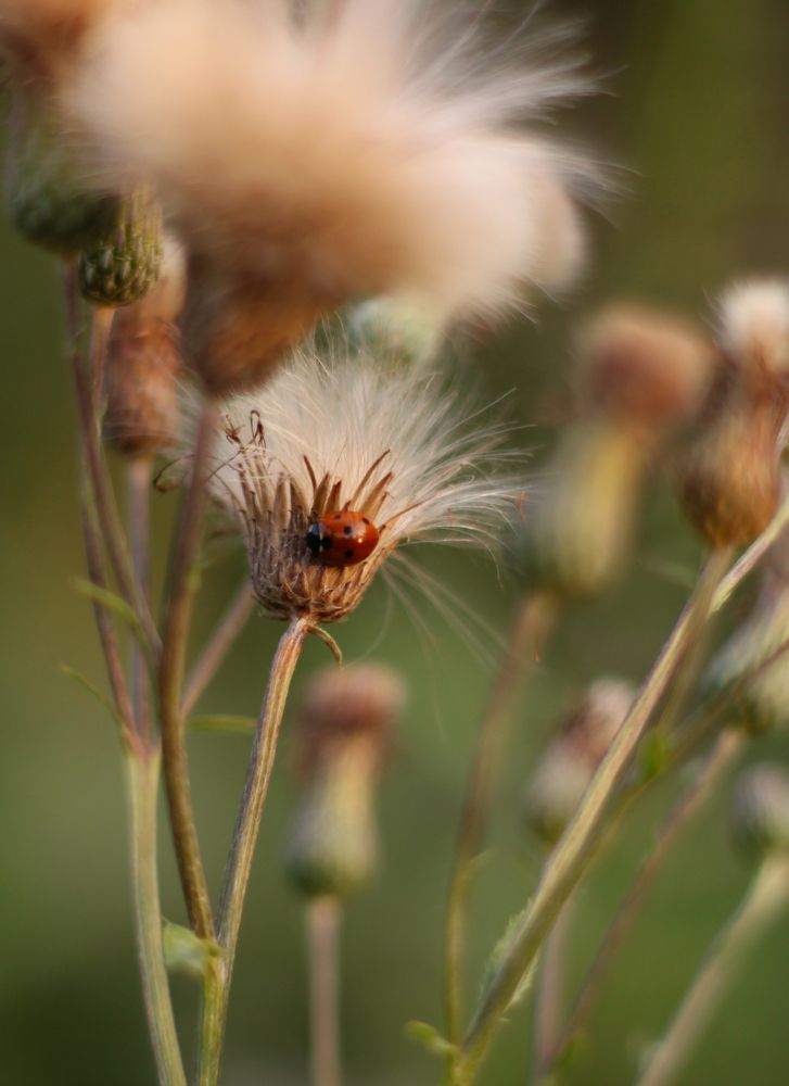 Photograph by Елена Хворостянская