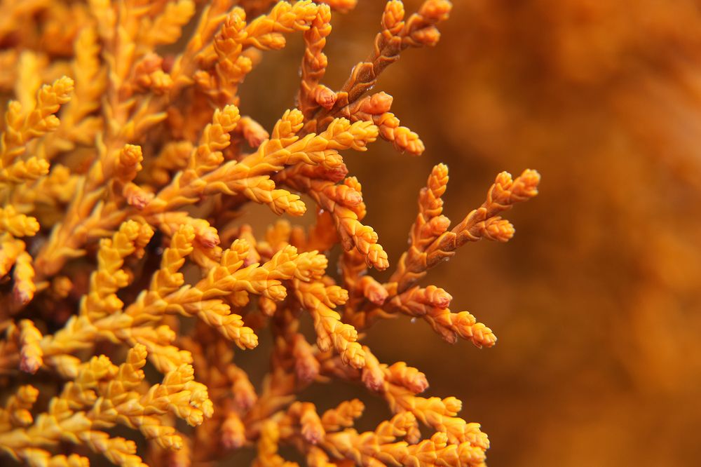 Фотография автора Seyede Elahe GHasemi