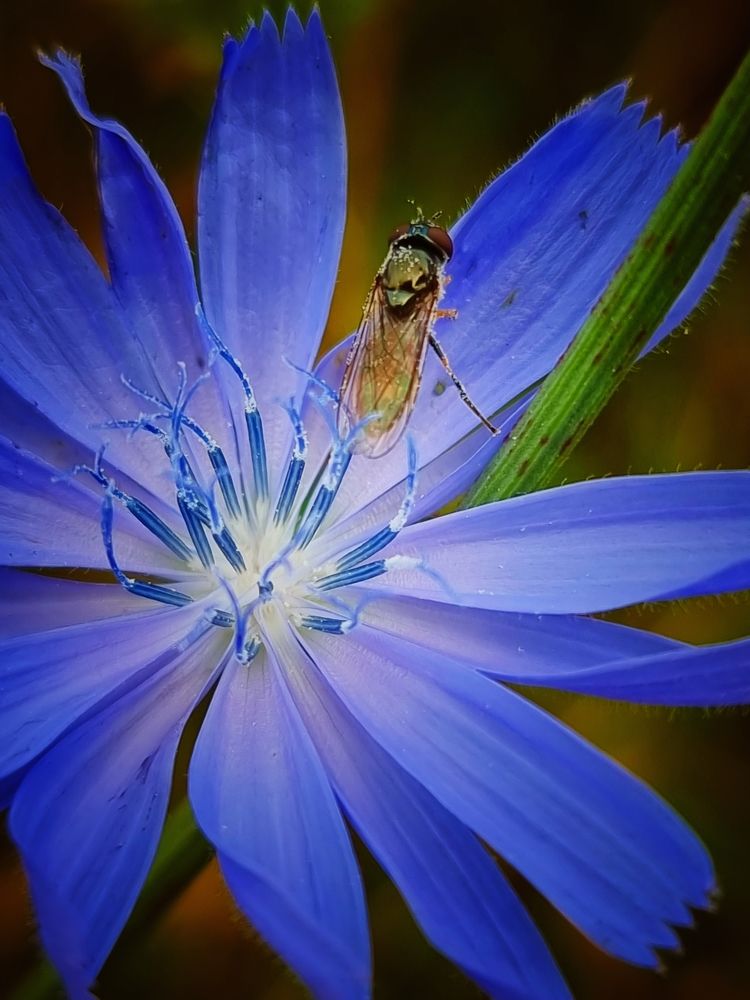 Фотография автора Elvira Cutler