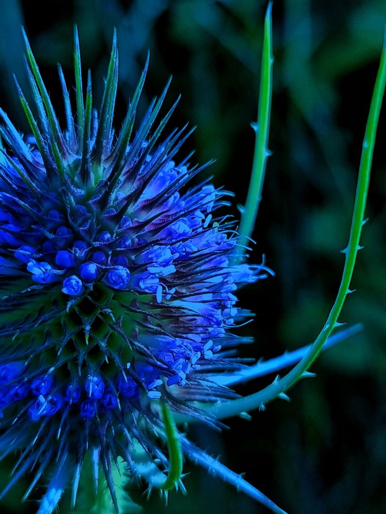 Фотография автора Elvira Cutler