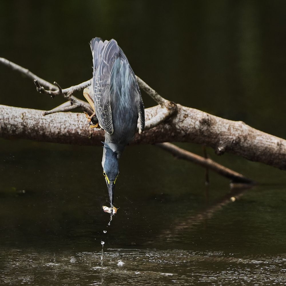 Photograph by Sonnadara Kushan Madushanka