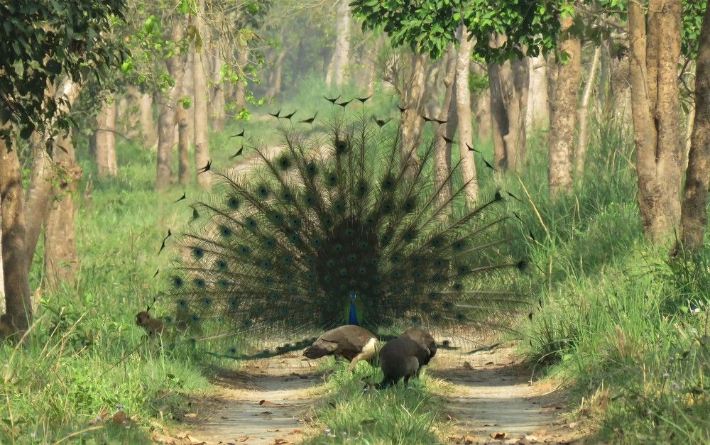 Photograph by ANISH BISWAS