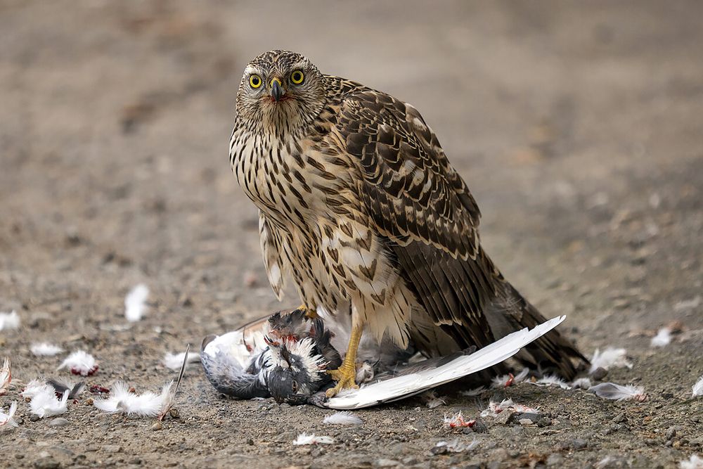 Гроза голубей