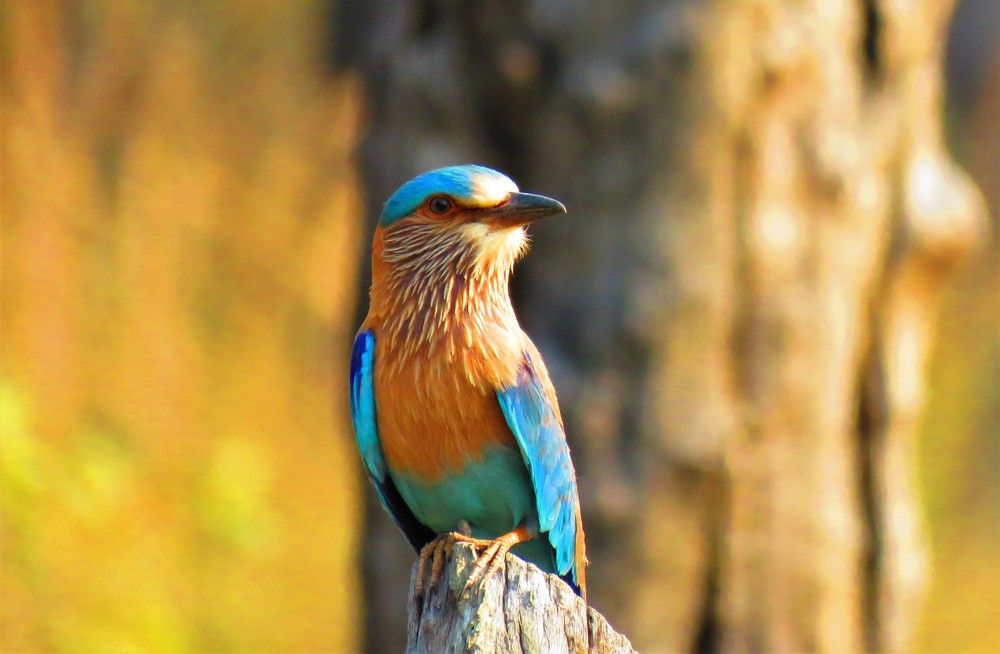 Photograph by ANISH BISWAS